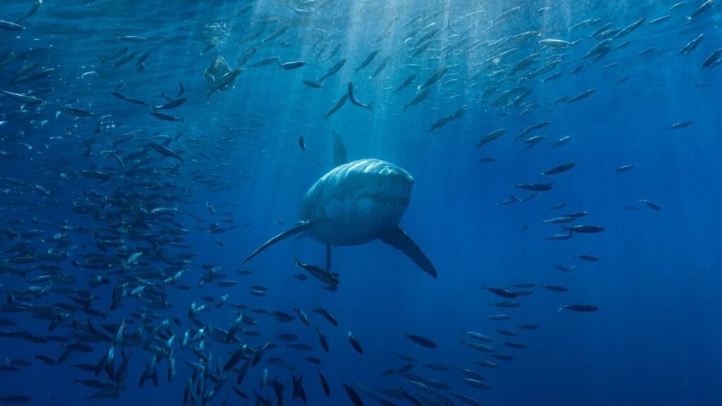 Shark Week 2025 Starts Tonight With 20 Hours of Jaw-Dropping Action