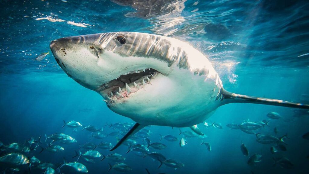 Shark Week 2025 Starts Tonight With 20 Hours of Jaw-Dropping Action